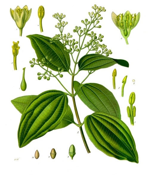 Zimtrinde: Ein umarmendes Geschenk der Natur  Lilien Apotheken | Dresden |  Pirna